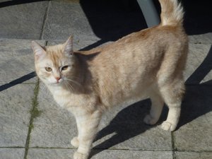 Katzen 17.3.16 011.jpg