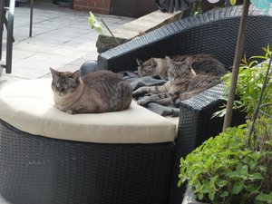 Katzen 9.4.16 001.jpg