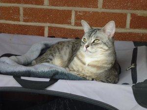 Katzen 9.4.16 002.jpg