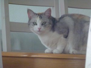 Katzen 9.4.16 008.jpg