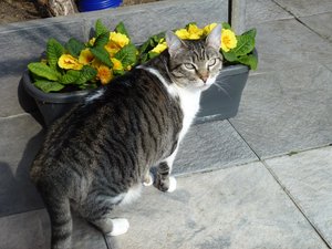 Katzen 9.4.16 010.jpg