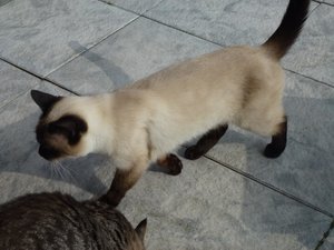 Katzen 9.4.16 011.jpg