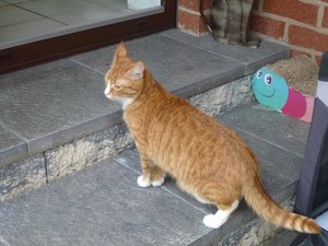 Katzen 9.4.16 012.jpg