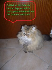 Perser Katze Junis - Kopie.JPG
