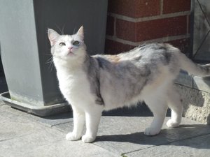 Katzen 17.3.16 004.jpg