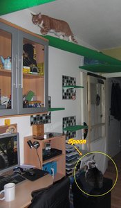 Hexe auf der Rolle und Spoon.jpg