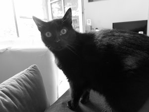 DobySW (800x600).jpg