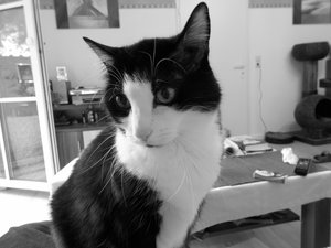 ShinaSW (800x600).jpg