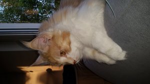 the face of evil.jpg