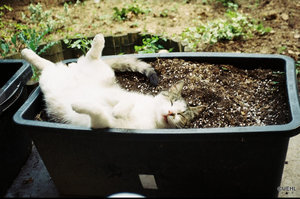 Muuzepuckel zwar schon sterbenskrank (FIV) aber gaaanz entspannt.jpg