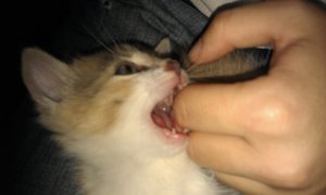 2.September 2011 5.jpg