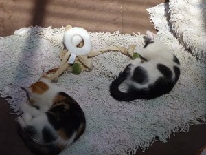 Katzen Röhrse 008.jpg