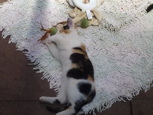 Katzen Röhrse 009.jpg