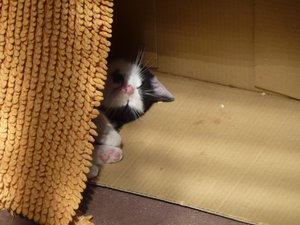 Katzen Röhrse 010.jpg