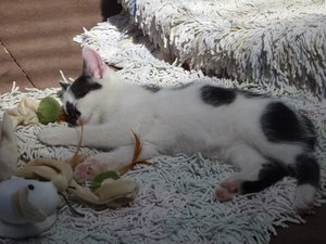 Katzen Röhrse 014.jpg