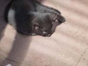 Katzen Röhrse 011.jpg