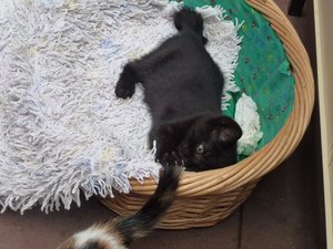 Röhrser Kitten 22.08.16 004.jpg