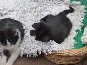 Röhrser Kitten 22.08.16 003.jpg