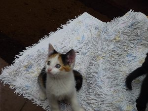 Röhrser Kitten 22.08.16 008.jpg