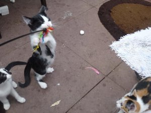 Röhrser Kitten 22.08.16 010.jpg