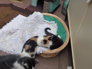 Röhrser Kitten 22.08.16 012.jpg