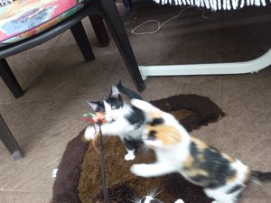 Röhrser Kitten 22.08.16 022.jpg