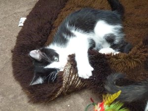 Röhrser Kitten 22.08.16 023.jpg