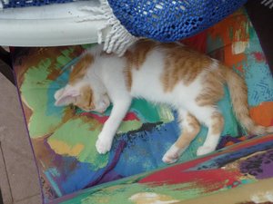 Röhrser Kitten 22.08.16 026.jpg