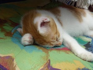 Röhrser Kitten 22.08.16 027.jpg