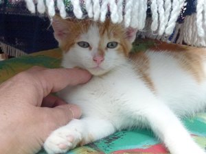 Röhrser Kitten 22.08.16 028.jpg