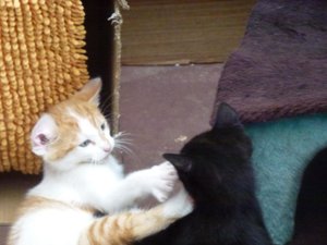 Röhrser Kitten 22.08.16 035.jpg