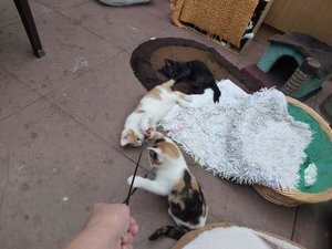 Röhrser Kitten 22.08.16 037.jpg