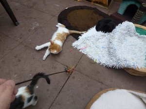 Röhrser Kitten 22.08.16 040.jpg