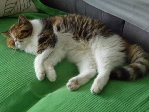 Miffi und Co 22.08.16 001.jpg