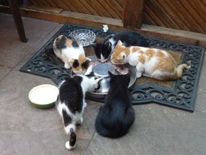 Katzen Röhrse 003.jpg