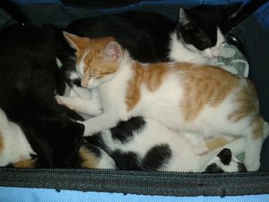 Handy 5.9.16 982.jpg