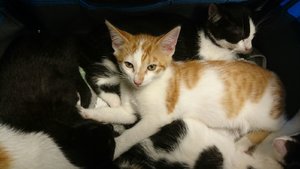 Handy 5.9.16 979.jpg