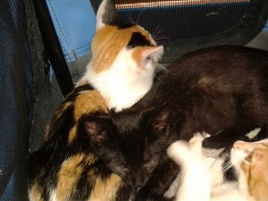 Handy 5.9.16 966.jpg