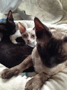 IMG_7196.JPG(1).JPG IMG_7196.JPG(1).JPG