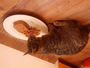 Kater Krones Fressen.jpg