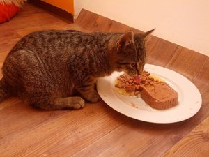 Kater Krones Fressen.jpg