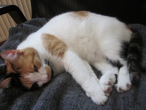 myra todmüde 002.jpg