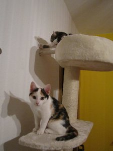 kratzbaum diego oben.jpg