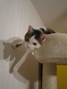 kratzbaum diego oben....jpg