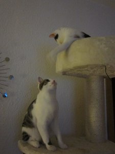 kratzbaum miffy oben.jpg