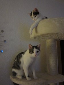 kratzbaum miffy oben-.jpg