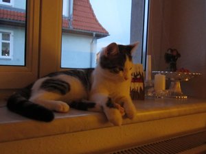 ergebnis kratzbaum...jpg