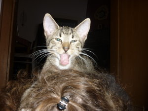 Gammelsonntag und Frisiersalon 022.jpg