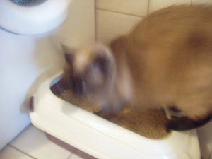 Toilettenordnung 004.jpg