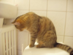 Toilettenordnung 008.jpg